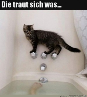 Mutige-Katze.jpg auf www.funpot.net