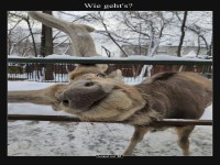 Lustiger Elch im Schnee