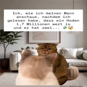 fun-Bild: Lustiger Katzenblick auf versteckten Wert