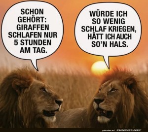 fun-Bild: Die Schlafgewohnheiten der Tiere!