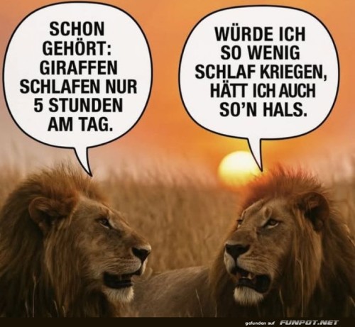 Die-Schlafgewohnheiten-der-Tiere!.jpg auf www.funpot.net