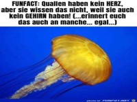 Quallen