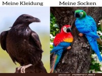 Vergleich: Kleidung vs. Socken