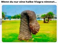 Lustige Palme in ungewöhnlicher Form