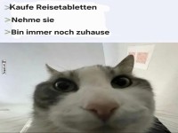 Katze und Reisetabletten Missverst�ndnis