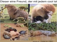 Dieser eine Freund