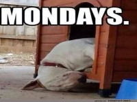 Montags-Mission: berleben!