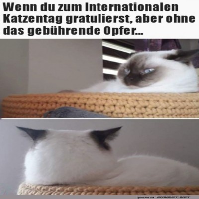 Der-Katzentag.jpg von Benno-2011