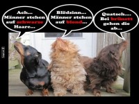 Hunde Diskussion: Haarfarben-Debatte!