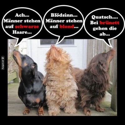 Hunde-Diskussion:-Haarfarben-Debatte!.jpg von Queen92