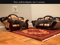Zwei Katzen im Luxusurlaub