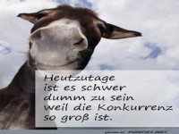 Esel im Konkurrenzkampf