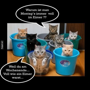 Katzenmontag-im-Eimer!.jpg von Josie-96