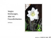 Vergi ss Kraenkungen