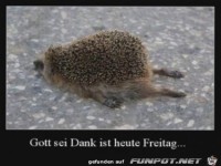 Gott sei Dank ist heute Freitag.....