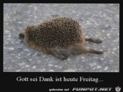Gott-sei-Dank-ist-heute-Freitag......jpg auf www.funpot.net