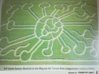 Das Coronavirus auf einem Maisfeld