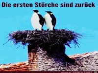 Die Störche sind zurück