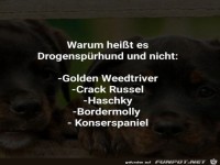 Gute Namen f�r den Sp�rhund
