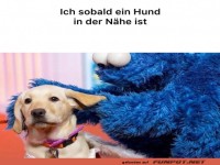 Niedlicher Moment mit Hund und Kuscheltier