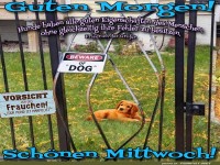 Frhlicher Mittwoch mit Hund im Garten