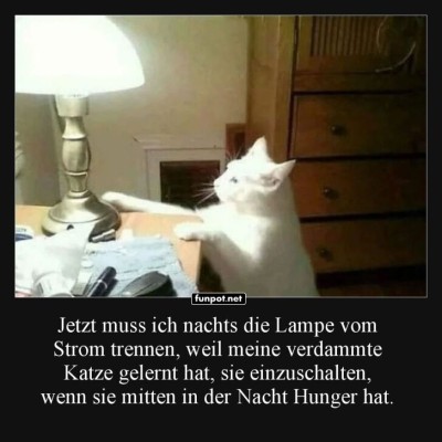 Nachtlicht-Katze-sabotiert-den-Schlaf!.jpg von Jannik-22