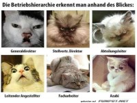 Katzengipfel der Unternehmensf�hrung