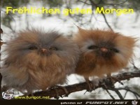 Fr&ouml;hlichen guten Morgen
