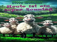 Fr�hliche Schafe am Sonntag