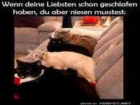 Die Gefahr des Niesens beim Katzenschlaf