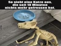 Katze nach 18 Minuten ohne Essen!