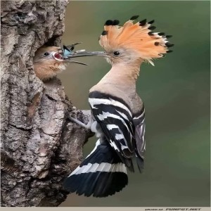 Punkbird-bringt-das-Men!.jpg von helvis