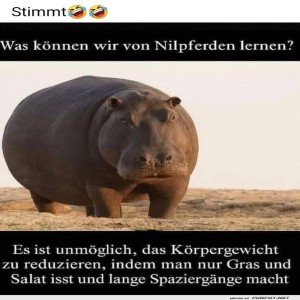 Nilpferd-Diäten:-Mythos-oder-Realität?.jpg von Leif