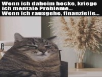 Katze im Lebensdilemma