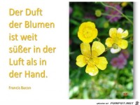 der duft der blumen