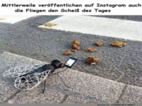 Fliegen auf Insta