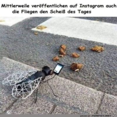 Fliegen-auf-Insta.jpg von Leya