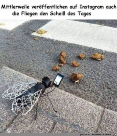 Fliegen-auf-Insta.jpg auf www.funpot.net