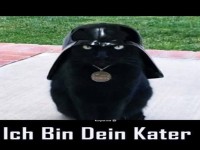 Schwarze Katze mit Helm