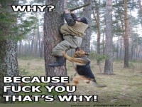 Hund zieht Mann an Baum in Wald