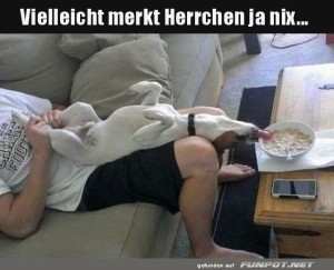 fun-Bild: Der Meisterdieb auf vier Pfoten entdeckt