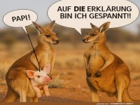 Känguru-Krise: Das Schwein kommt aus dem Beutel!