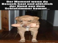 Wenn Bello peinliche Momente schafft!