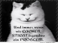 Katzenmeditation: Lachen statt Probleme!