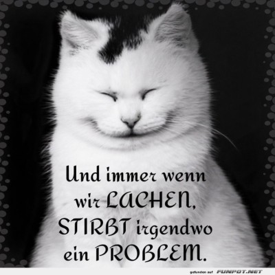 Katzenmeditation:-Lachen-statt-Probleme!.jpg von Brenda22