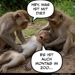 Montags-Drama-im-Affengehege!.jpg von Justus2002
