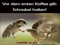 Morgenmuffel im Federkleid