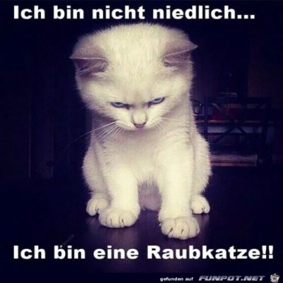Ich-bin-eine-Raubkatze.jpg von Harald48