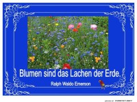 Blumen sind das Lachen der Erde 2