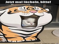 Katze will nicht l�cheln